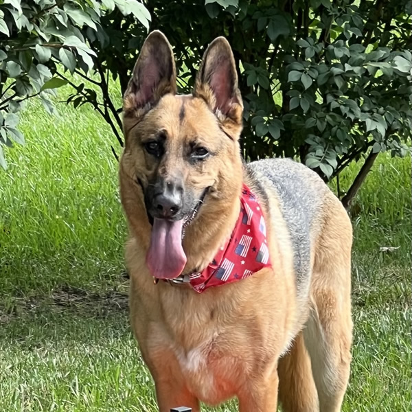 Heidi, Mascot at Happy House Cleaning Service